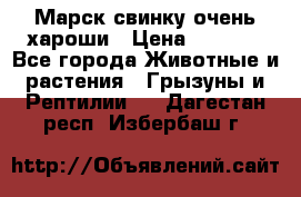 Марск свинку очень хароши › Цена ­ 2 000 - Все города Животные и растения » Грызуны и Рептилии   . Дагестан респ.,Избербаш г.